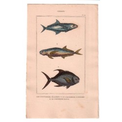 Gravure de Poissons, Pl 42 - 1 Le Caranxomore pélagique - 2 Le Caranxomore plumerien - 3 Le Coesiomore bloch