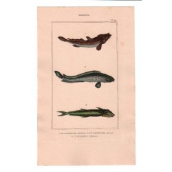 Gravure de Poissons, Pl 44 - 1 Le Bostriche chinois - 2 Le Bostriche oeillé - 3 L'Echenéis rémora