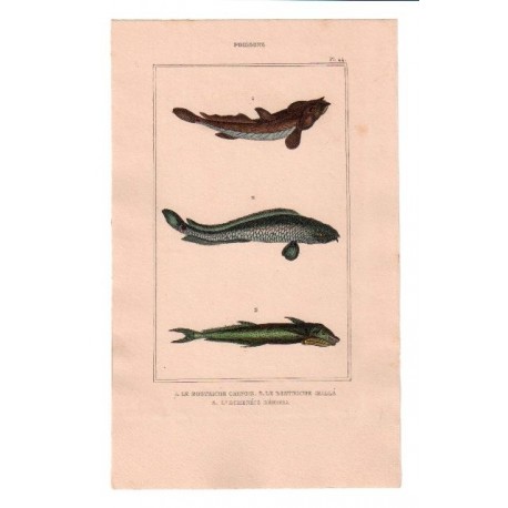 Gravure de Poissons, Pl 44 - 1 Le Bostriche chinois - 2 Le Bostriche oeillé - 3 L'Echenéis rémora