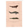 Gravure de Poissons, Pl 44 - 1 Le Bostriche chinois - 2 Le Bostriche oeillé - 3 L'Echenéis rémora