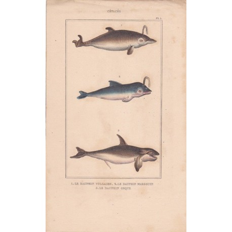 Gravure de Cétacés, Pl 5 - 1 Le Dauphin vulgaire - 2 Le Dauphin marsouin - 3 Le Dauphin orque