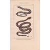 Gravure d'Ophidiens ou serpents, Pl 3 - 1 L'Hoemachate - 2 La Brasilienne