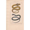 Gravure d'Ophidiens ou serpents, Pl 2 - 1 Le Naja ou serpent à lunettes - 2 Le Chayque