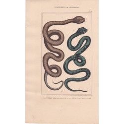 Gravure d'Ophidiens ou serpents, Pl 4 - 1 La Vipère fer de lance - 2 La Tête triangulaire
