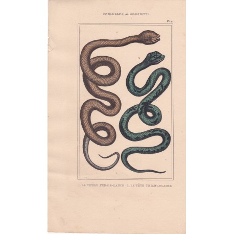 Gravure d'Ophidiens ou serpents, Pl 4 - 1 La Vipère fer de lance - 2 La Tête triangulaire