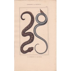 Gravure d'Ophidiens ou serpents, Pl 5 - 1 L'Atropos - 2 Le Dipse