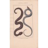 Gravure d'Ophidiens ou serpents, Pl 5 - 1 L'Atropos - 2 Le Dipse