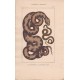 Gravure d'Ophidiens ou serpents, Pl 7 - 1 Le Molure - 2 La Double raie