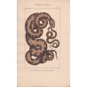 Gravure d'Ophidiens ou serpents, Pl 7 - 1 Le Molure - 2 La Double raie