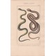 Gravure d'Ophidiens ou serpents, Pl 8 - 1 La Couleuvre commune - 2 La Quatre raies
