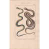 Gravure d'Ophidiens ou serpents, Pl 8 - 1 La Couleuvre commune - 2 La Quatre raies