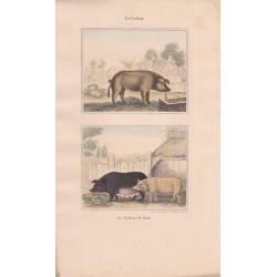 Gravure de Quadrupèdes, Pl  - 1 Le Cochon - 2 Le Cochon de Siam