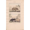 Gravure de Quadrupèdes, Pl  - 1 Le Cochon - 2 Le Cochon de Siam