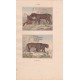 Gravure de Quadrupèdes, Pl  - 1 Le Tigre - 2 La Panthère
