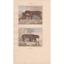 Gravure de Quadrupèdes, Pl  - 1 Le Tigre - 2 La Panthère