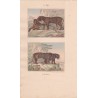 Gravure de Quadrupèdes, Pl  - 1 Le Tigre - 2 La Panthère