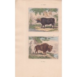 Gravure de Quadrupèdes, Pl  - 1 Le Buffle - 2 Le Bison