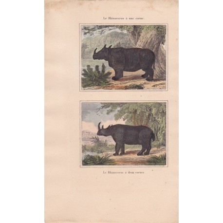 Gravure de Quadrupèdes, Pl  - 1 Le Rhinoceros à une corne - 2 Le  Rhinoceros à deux cornes