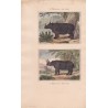 Gravure de Quadrupèdes, Pl  - 1 Le Rhinoceros à une corne - 2 Le  Rhinoceros à deux cornes