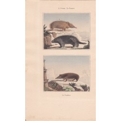 Gravure de Quadrupèdes, Pl  - 1 L'Urson - 2 Le  Tenrec - 3 Le Tendrac