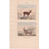 Gravure de Quadrupèdes, Pl  - 1 Le Mouflon - 2 Le Bélier de Valachie