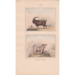 Gravure de Quadrupèdes, Pl  - 1 Le Bouc - 2 La Chèvre d'Angora