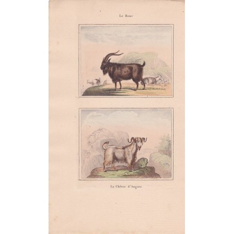 Gravure de Quadrupèdes, Pl  - 1 Le Bouc - 2 La Chèvre d'Angora