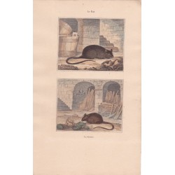 Gravure de Quadrupèdes, Pl  - 1 Le Rat - 2 La Souris