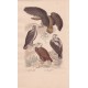 Gravure d'Oiseaux, Pl 1  - 1 Le Grand Aigle - 2 L'Aigle commun - 3 L'Aigle impérial - 4 Le Pigargue