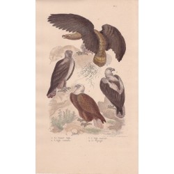 Gravure d'Oiseaux, Pl 1  - 1 Le Grand Aigle - 2 L'Aigle commun - 3 L'Aigle impérial - 4 Le Pigargue