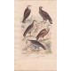 Gravure d'Oiseaux, Pl 2  - 1 Le Balbuzar- 2 L'Orfraie - 3 Le Jean le blanc - 4 Le Perenoptère - 5 Le Griffon