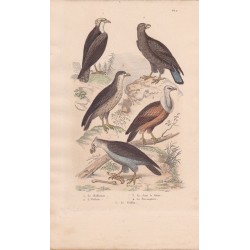 Gravure d'Oiseaux, Pl 2  - 1 Le Balbuzar- 2 L'Orfraie - 3 Le Jean le blanc - 4 Le Perenoptère - 5 Le Griffon