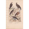 Gravure d'Oiseaux, Pl 2  - 1 Le Balbuzar- 2 L'Orfraie - 3 Le Jean le blanc - 4 Le Perenoptère - 5 Le Griffon