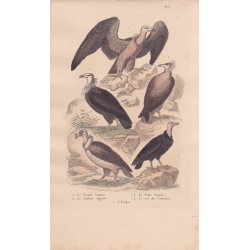 Gravure d'Oiseaux, Pl 3  - 1 Le Grand Vautour - 2 Le Vautour aigrette  - 3 Le Petit Vautour - 4 Le Roi des Vautours - 5 L'Urubu