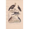 Gravure d'Oiseaux, Pl 4  - 1 Le Condor - 2 La Buse  - 3 Le Milan - 4 L'Oiseau St Martin - 5 La Bondrée