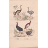 Gravure d'Oiseaux, Pl 8  - 1 L'Autruche - 2 Le Touyou - 3 Le Casoar - 4 L'Outarde - 5 Le Dronte