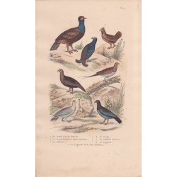 Gravure d'Oiseaux, Pl 10  - 1 Le Grand Coq de Bruyère - 2 Le Coq de Bruyère à queue fourchue - 3 La Gélinotte - 4 Le Ganga