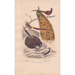 Gravure d'Oiseaux, Pl 11  - 1 Le Paon - 2 Le Faisan commun - 3 Le Faisan doré - 4 L'Argus - 5 Le Faisan .......