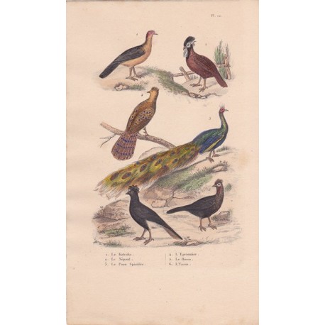 Gravure d'Oiseaux, Pl 12  - 1 Le Katraka - 2 Le Népaul - 3 Le paon Spicifère - 4 L'Epronnier - 5 Le Hocco - 6 L'Yacou