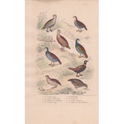 Gravure d'Oiseaux, Pl 13  - 1 La Perdrix ... - 5 La Bartavelle - 6 Le Francolin -7 La Caille - 8 La  Caille des ...- 6 L'Yacou