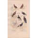 Gravure d'Oiseaux, Pl 14  - 1 La Caille de Chine - 2 Le Zénocolin - 3 Le Pigeon Bizet - 4 Le Pigeon Cravatte - 5 ...