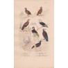 Gravure d'Oiseaux, Pl 14  - 1 La Caille de Chine - 2 Le Zénocolin - 3 Le Pigeon Bizet - 4 Le Pigeon Cravatte - 5 ...