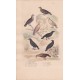 Gravure d'Oiseaux, Pl 15  - 1 Le Pigeon ramier - 2 La Colombe tourterelle - 3 La Tourterelle à collier - 5 Le Coracias -
