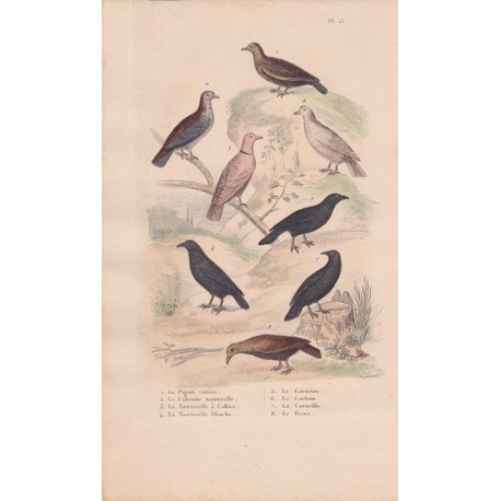 Gravure d'Oiseaux, Pl 15  - 1 Le Pigeon ramier - 2 La Colombe tourterelle - 3 La Tourterelle à collier - 5 Le Coracias -