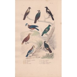 Gravure d'Oiseaux, Pl 16  - 1 La Corneille mantelée - 2 Le Choucas - 3 La Pie - 4 Le Geai bleu - 5 Le Geai commun -...