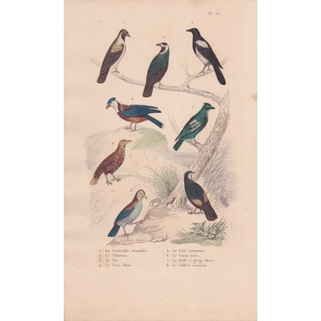 Gravure d'Oiseaux, Pl 16  - 1 La Corneille mantelée - 2 Le Choucas - 3 La Pie - 4 Le Geai bleu - 5 Le Geai commun -...