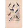 Gravure d'Oiseaux, Pl 16  - 1 La Corneille mantelée - 2 Le Choucas - 3 La Pie - 4 Le Geai bleu - 5 Le Geai commun -...