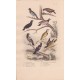 Gravure d'Oiseaux, Pl 18  - 1 Le Pique Boeuf - 2 L'Etourneau vulgaire - 6 Le Troupial - 4 Le Commandeur- 5