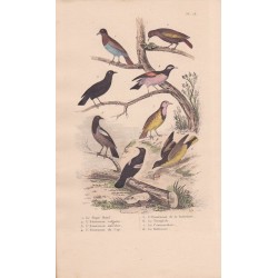 Gravure d'Oiseaux, Pl 18  - 1 Le Pique Boeuf - 2 L'Etourneau vulgaire - 6 Le Troupial - 4 Le Commandeur- 5