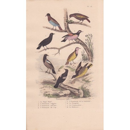 Gravure d'Oiseaux, Pl 18  - 1 Le Pique Boeuf - 2 L'Etourneau vulgaire - 6 Le Troupial - 4 Le Commandeur- 5